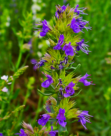 Hyssop Essential Oil