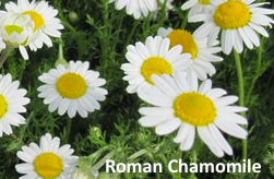 Roman Chamomile Essential Oil - A History & Benefits