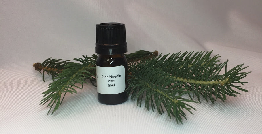 Pine Needle - Oil of the Month February 2023