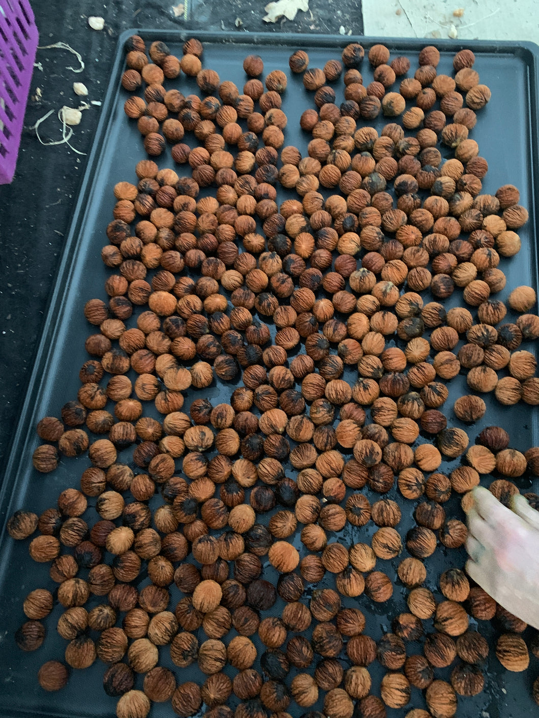 Black Walnuts Organic 2023 Harvest