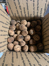 Black Walnuts Organic 2023 Harvest