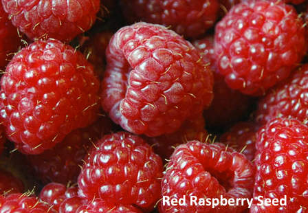 Red Raspberry Seed Oil Organic